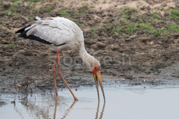 Yellow-billed stork (Mycteria ibis) probing with its bill for fo Stock photo © davemontreuil
