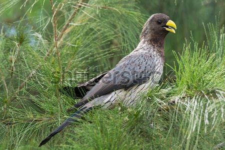 Western-Grey Plantain Eater Stock photo © davemontreuil
