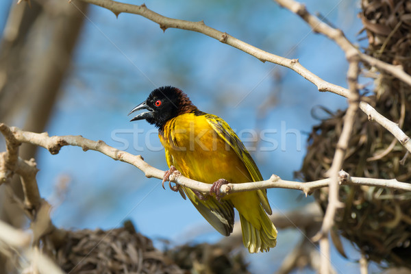 Male Village Weaver - Ploseus cucullatus Stock photo © davemontreuil