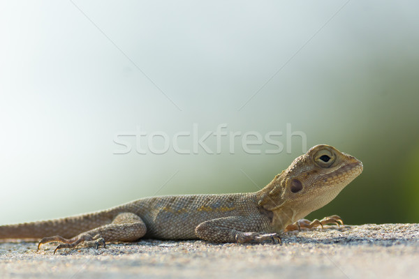 Foto stock: Lagarto · parede · topo · arenoso