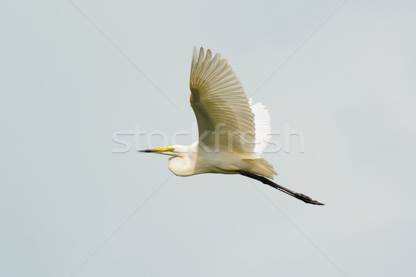 Great White Egret in Flight Stock photo © davemontreuil