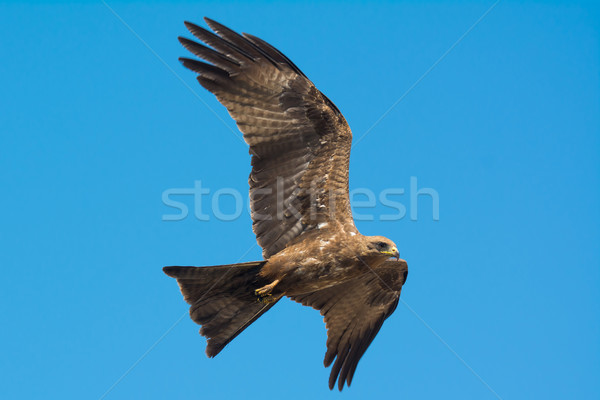 Nero kite volo banking uccello africa Foto d'archivio © davemontreuil