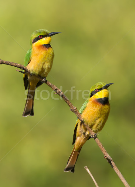 Two Little Bee-Eaters (Merops pusillus) on a branch Stock photo © davemontreuil