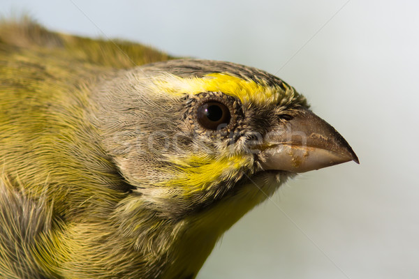 Head shot of a Yellow-Fronted Canary (Serinus mozambicus) Stock photo © davemontreuil