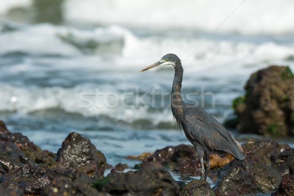 Western Reef Heron (Egretta gularis) wading through tidal pools Stock photo © davemontreuil