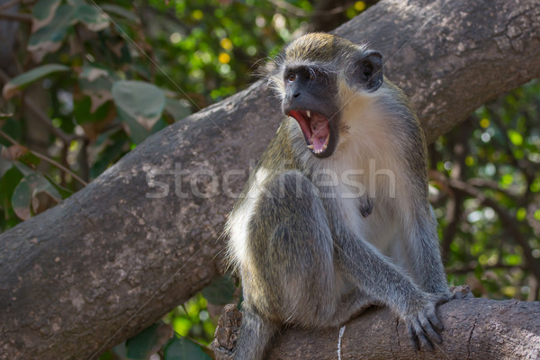 Ferocious Green Vervet Monkey Stock photo © davemontreuil