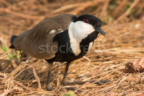 Spur-Winged Plover kneeling with head cocked Stock photo © davemontreuil
