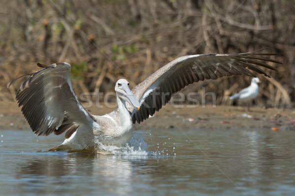 Pink-backed Pelican making a lunge for fish Stock photo © davemontreuil