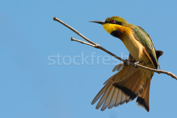 Little Bee-Eater having a good stretch Stock photo © davemontreuil