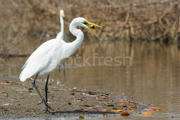 A Great White Egret (Egretta alba) tossing up a fish to get it i Stock photo © davemontreuil