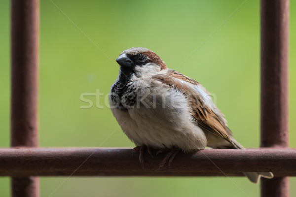 House Sparrow (Passer domesticus) sitting sleepily on a metal ba Stock photo © davemontreuil