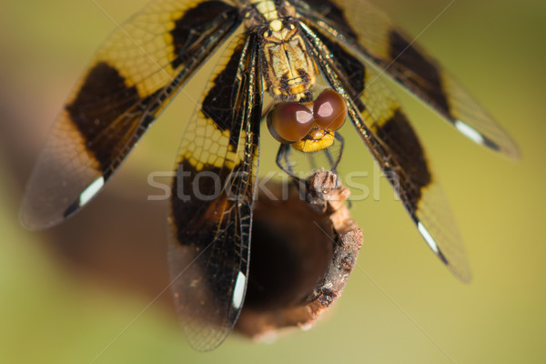 Femminile vedova libellula ovest africa fine Foto d'archivio © davemontreuil