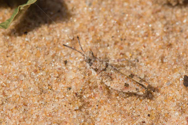 Stock photo: A tiny Grasshopper which has evolved excellent camouflage on san