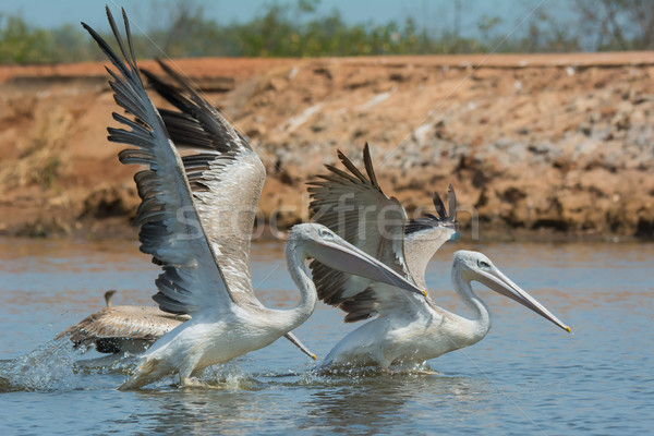 Pink-backed Pelicans rushing forward to catch fish Stock photo © davemontreuil