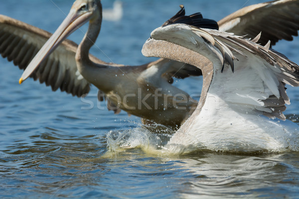 Pink-backed Pelicans rushing forwards to dive for fish Stock photo © davemontreuil