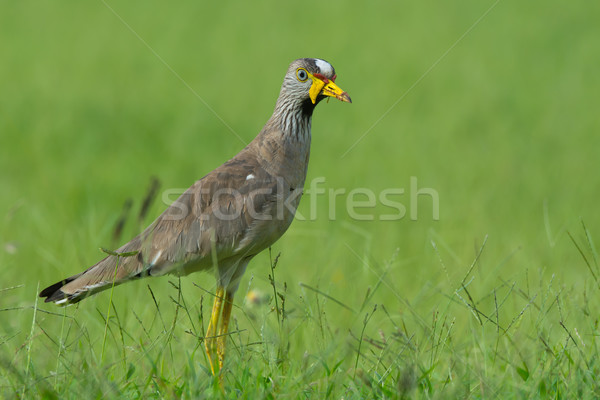 African Wattled Plover posing Stock photo © davemontreuil