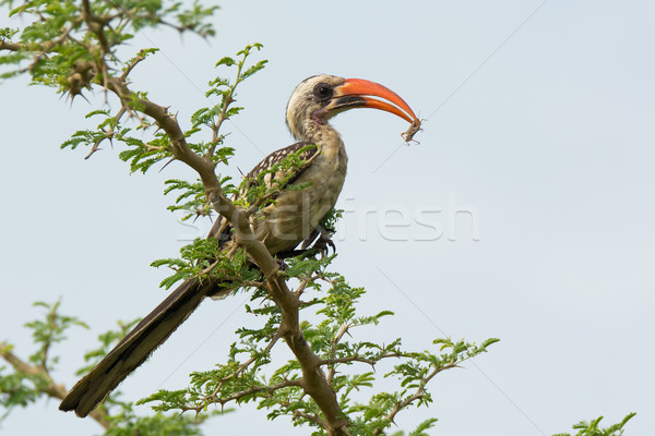 Western Red-Billed Hornbill with grasshopper Stock photo © davemontreuil