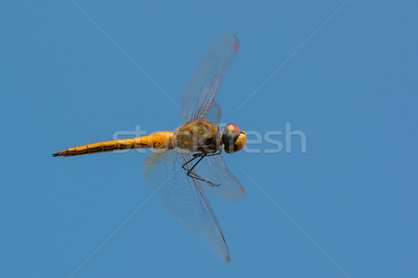 Zachód Afryki Dragonfly lotu żółty Zdjęcia stock © davemontreuil