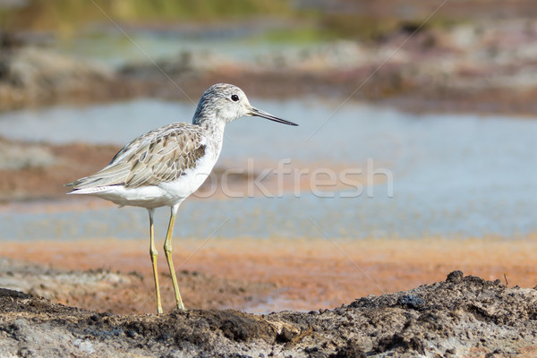 Common Greenshank (Tringa nebularia) Stock photo © davemontreuil