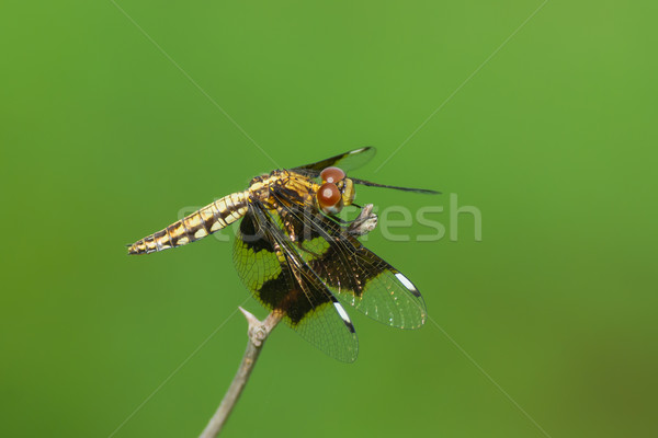 West African Dragonfly with big eyes Stock photo © davemontreuil