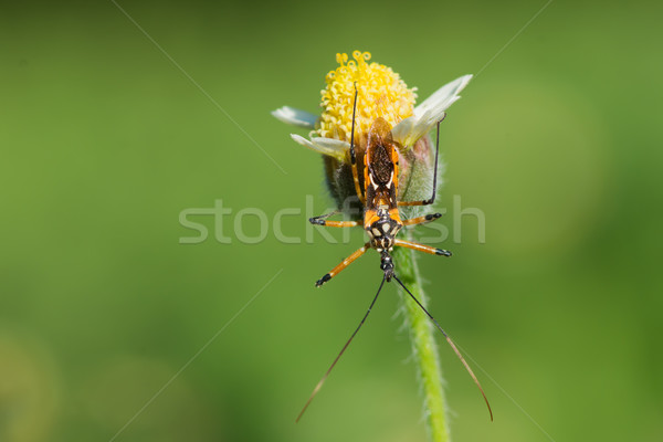 Bloem moordenaar bug wachten buit klein Stockfoto © davemontreuil