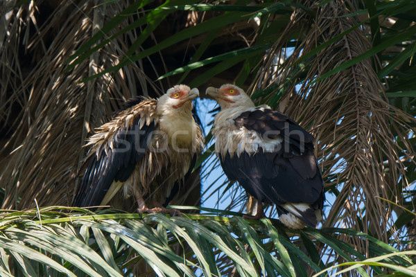 Two Palm-Nut Vultures facing each other in a Palm Tree Stock photo © davemontreuil
