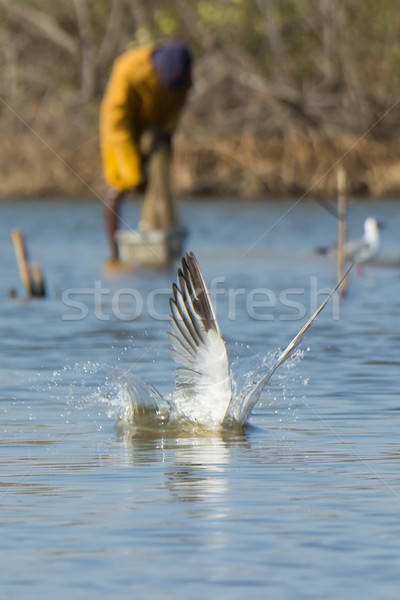 Caspian Tern resurfacing with fisherman in the background Stock photo © davemontreuil