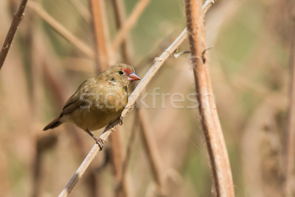 Female Red-billed Firefinch perched on dried stalks Stock photo © davemontreuil