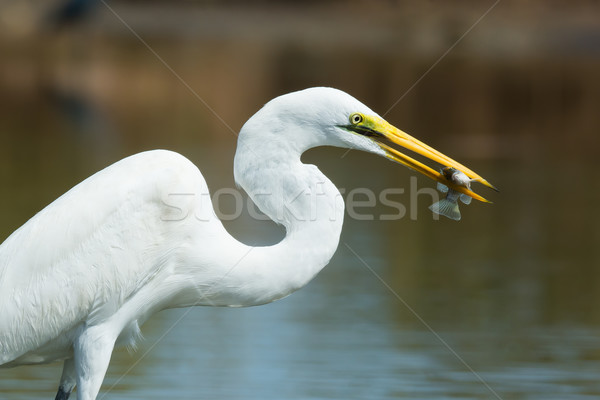 A portrait of a Great White Egret (Egretta alba) with a captured Stock photo © davemontreuil