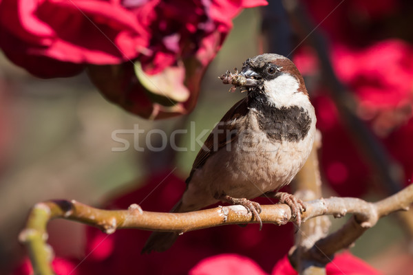 House Sparrow (Passer domesticus) gathering bee-mimicking flies  Stock photo © davemontreuil