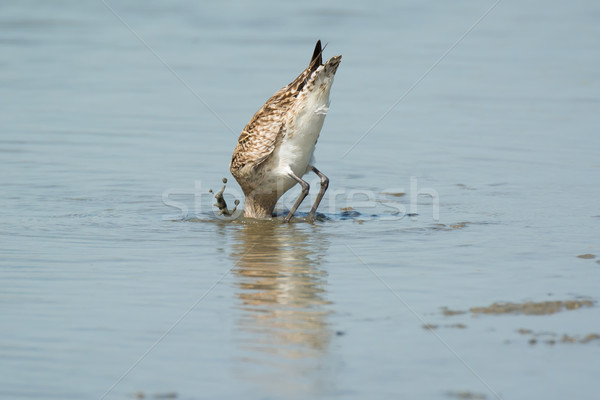 Stock photo: Bar-tailed Godwit slamming his head under the mud