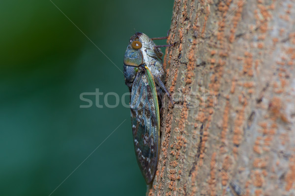 Sideview of Large Cicada Stock photo © davemontreuil