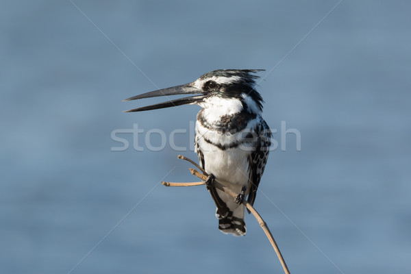 Pied Kingfisher (Ceryle rudis) chattering on a branch Stock photo © davemontreuil