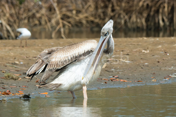 Pink-backed Pelican standing on the shore preening Stock photo © davemontreuil