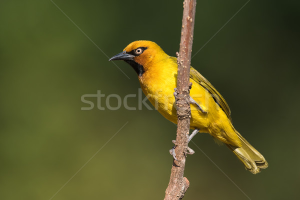 Spectacled Weaver (Ploceus ocularis) male perched on a slender t Stock photo © davemontreuil