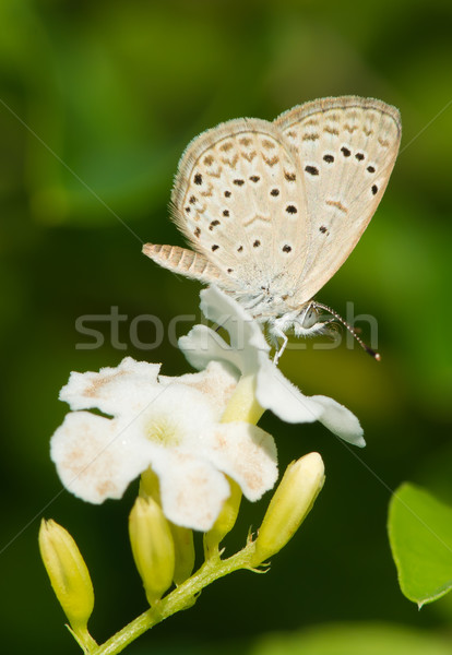 África hierba azul mariposa potable néctar Foto stock © davemontreuil