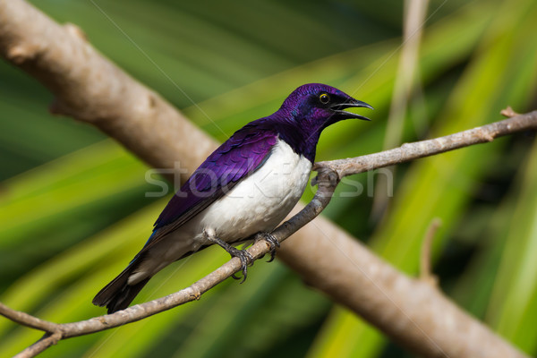 Male Violet-Backed Starling Stock photo © davemontreuil