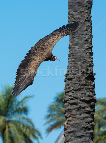 Avvoltoio volo palme Palm Foto d'archivio © davemontreuil