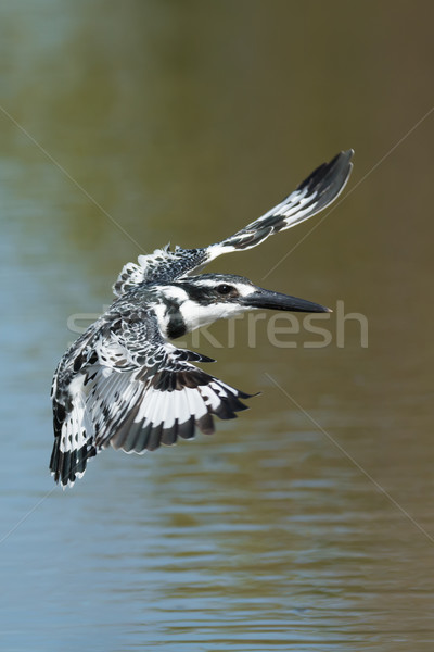 Pied Kingfisher hovering in flight above water Stock photo © davemontreuil