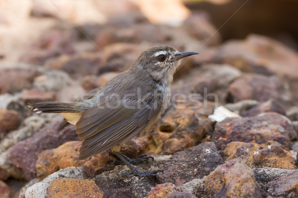 Mouse Brown Sunbird (Anthreptes gabonicus) standing on stones Stock photo © davemontreuil