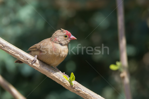 Female Red-billed Firefinch (Lagonosticta senegala) perched on a Stock photo © davemontreuil