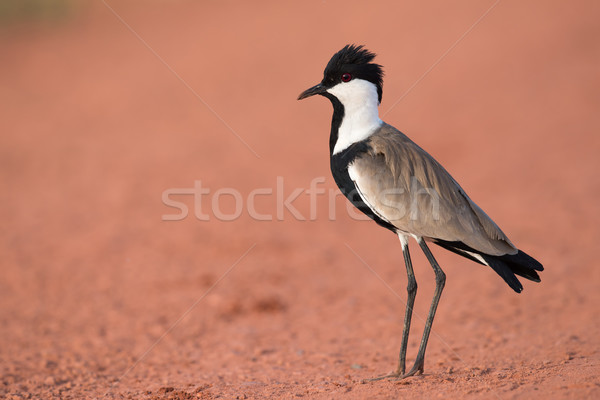 Spur-Winged Lapwing (Vanellus spinosus) standing on a red dirt r Stock photo © davemontreuil