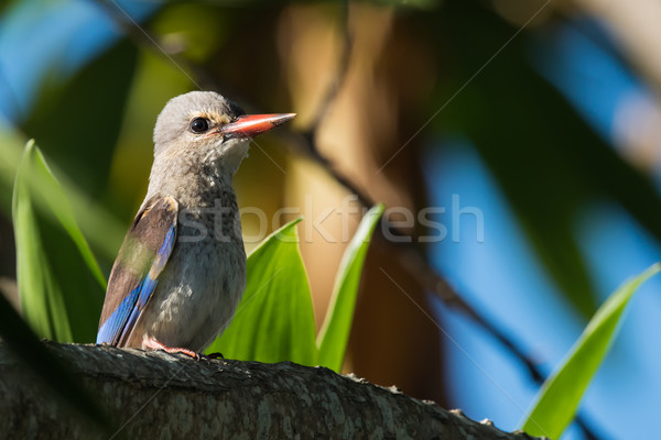 Pescarus juvenil animal african Malawi maro Imagine de stoc © davemontreuil