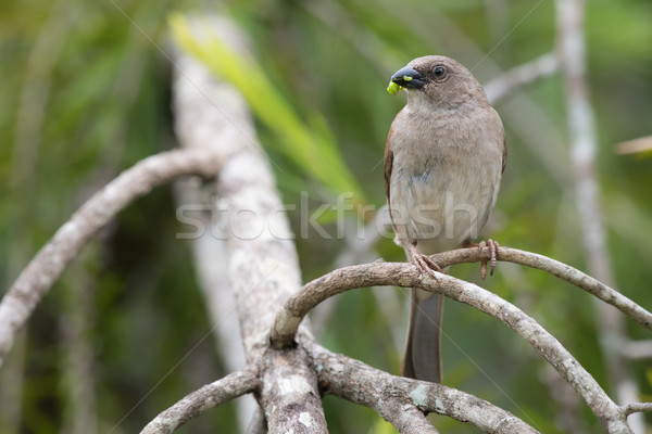 Southern Grey-Headed Sparrow (Passer diffusus) with a caterpilla Stock photo © davemontreuil