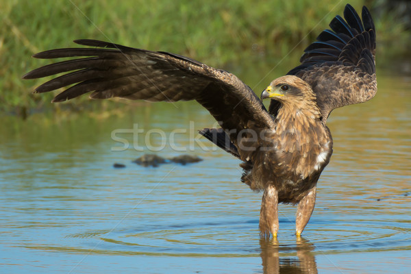 Black Kite (Milvus migrans) in water Stock photo © davemontreuil