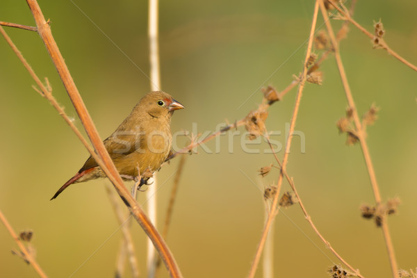 [[stock_photo]]: Homme · séché · sur · feu · belle · Nice