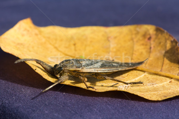 Water Scorpion from West Africa Stock photo © davemontreuil