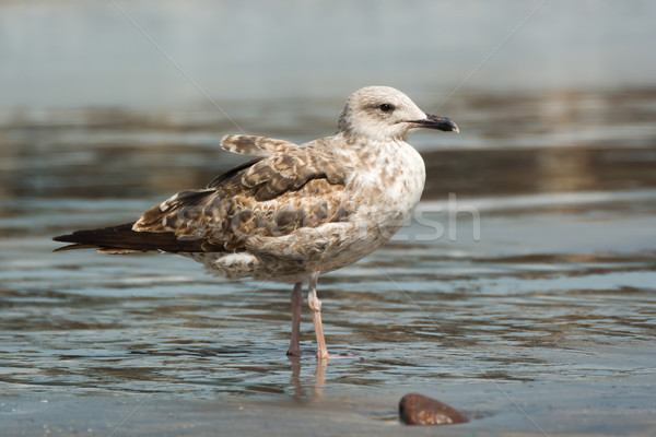 Young Lesser Black-Backed Gull (Larus fuscus) Stock photo © davemontreuil