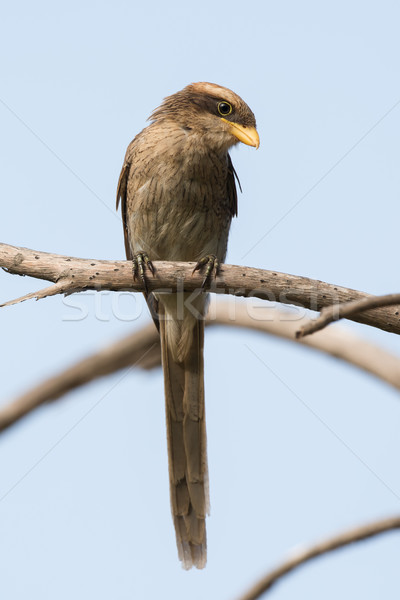 A Yellow-billed shrike (Corvinella corvina) calmly look downward Stock photo © davemontreuil