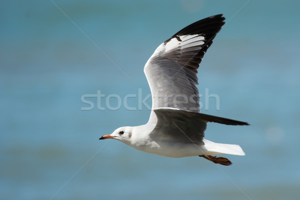 Young Grey-Headed Gull in flight Stock photo © davemontreuil